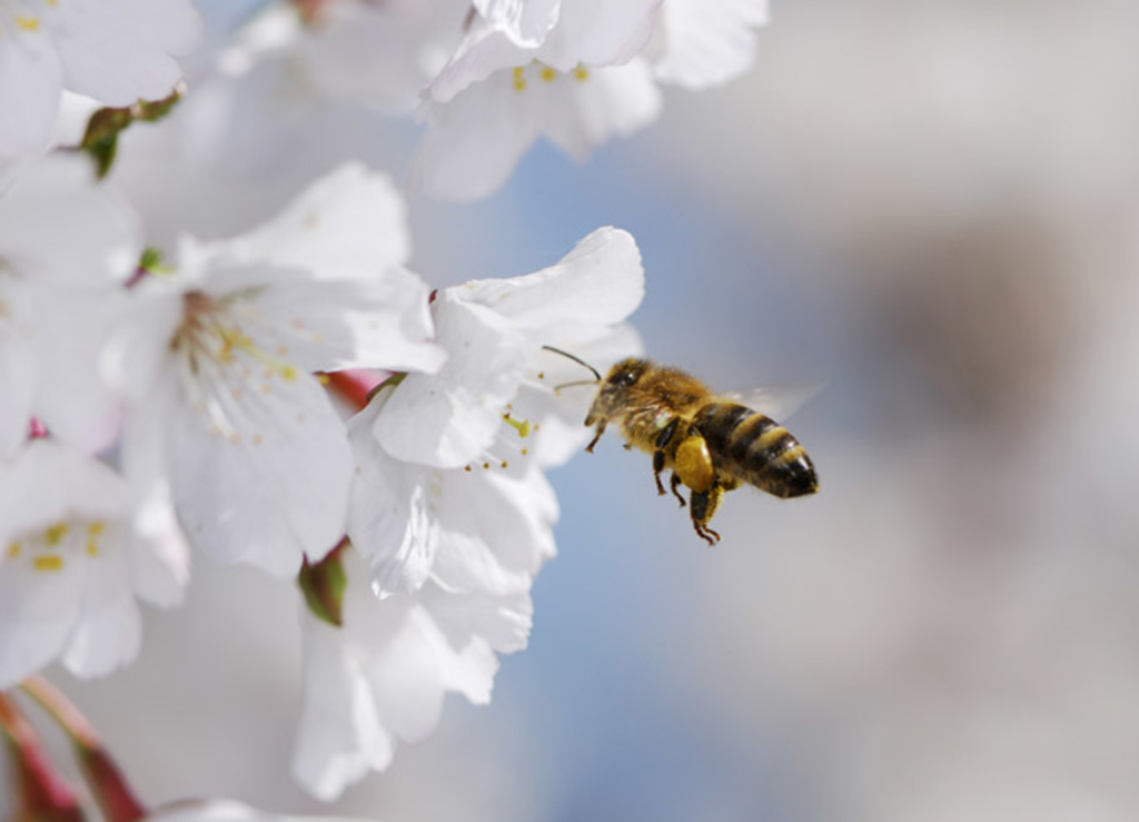 Honigbiene