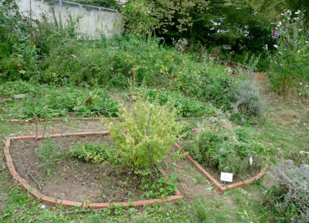 Zenthofstr. Gemüsebeet