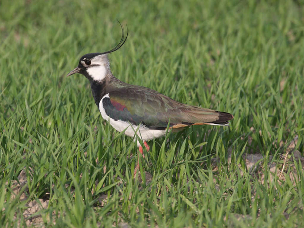 Kiebitz auf einer Wiese