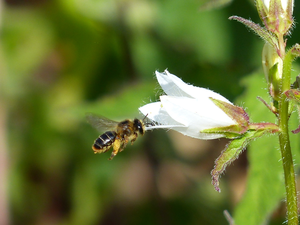 Biene an einer Blüte