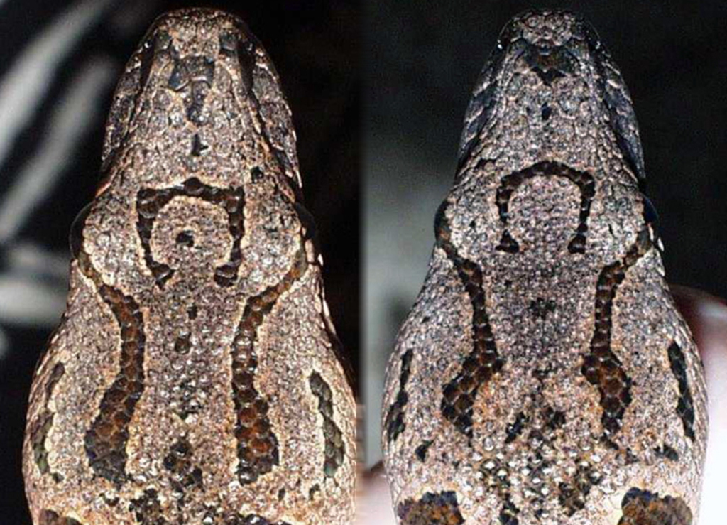 Kopfoberseite Acrantophis dumerili/Südliche Madagaskarboa