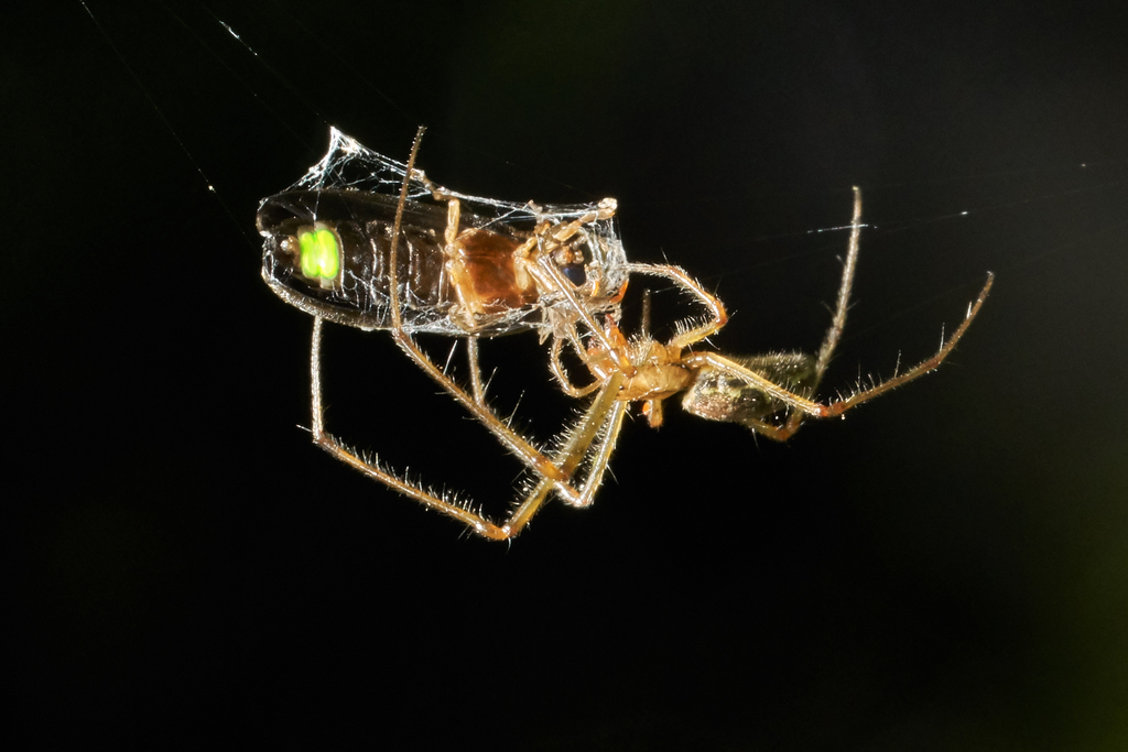 Männlicher Leuchtkäfer im Spinnennetz