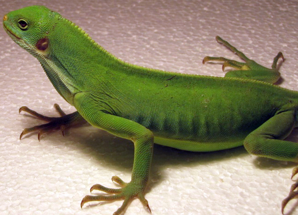 Linke  Körperseite Brachylosphus fasciatus / Fidschi-Leguan