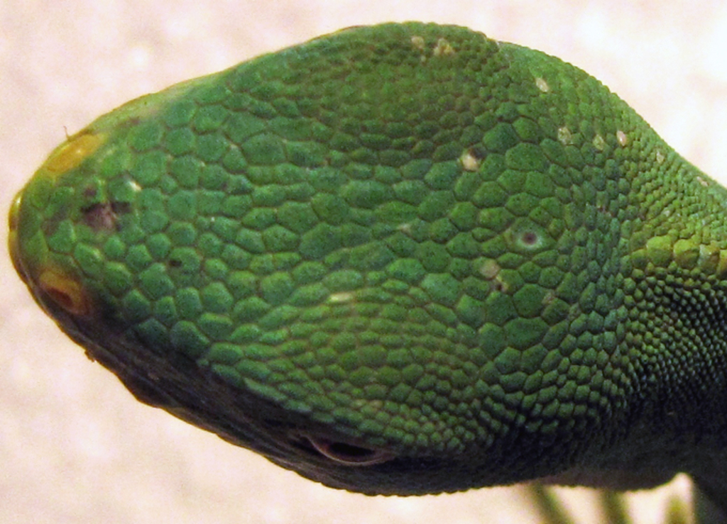 Linke Kopfoberseite Brachylosphus fasciatus / Fidschi-Leguan