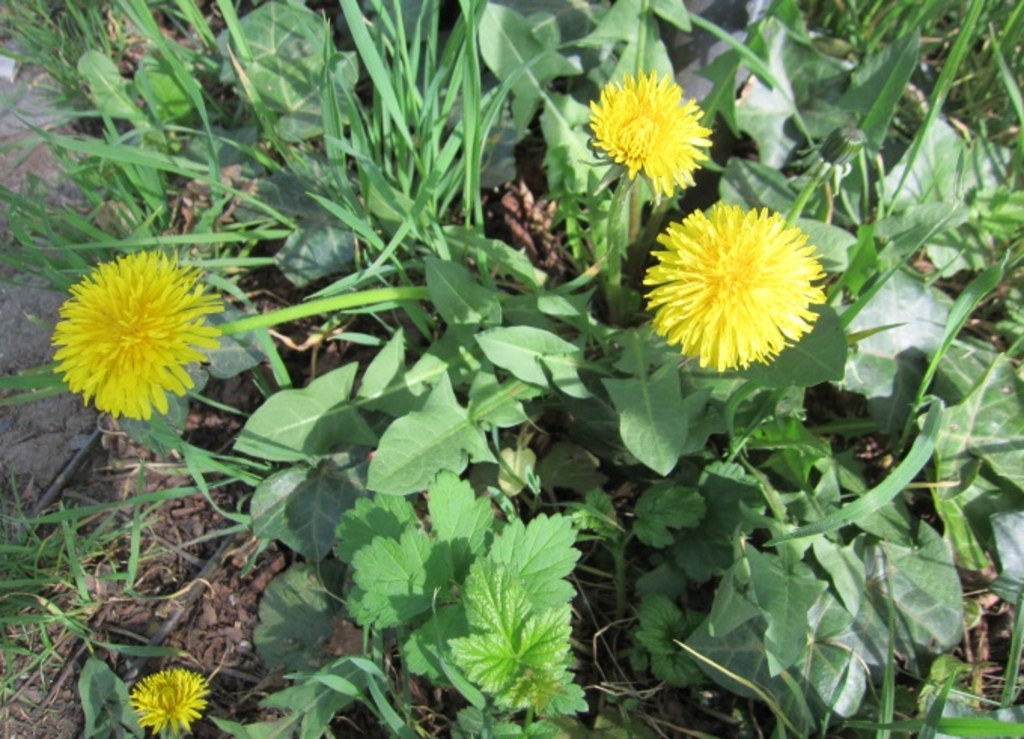 Löwenzahn_2