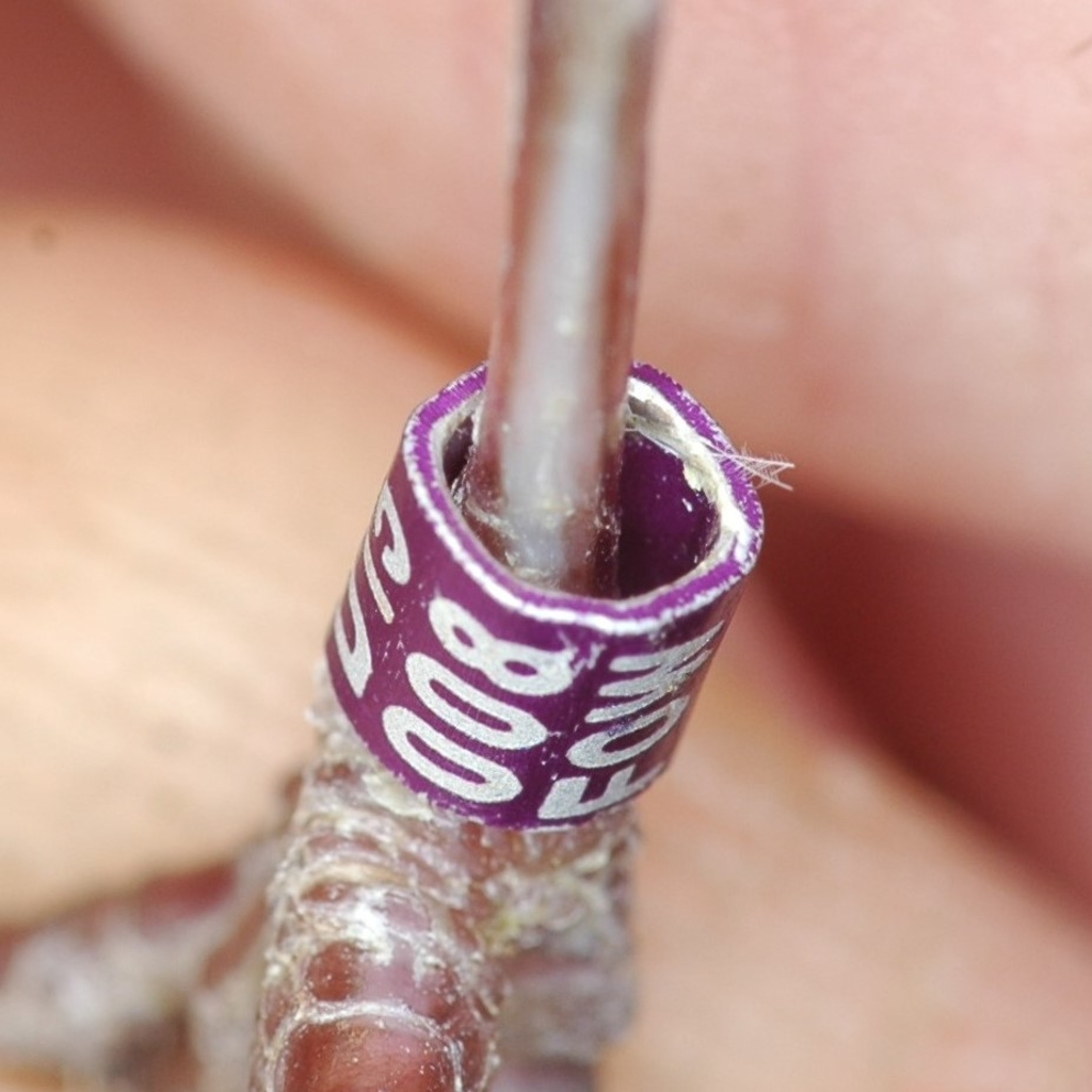 Manipulation am Erkennungsring eines Tieres