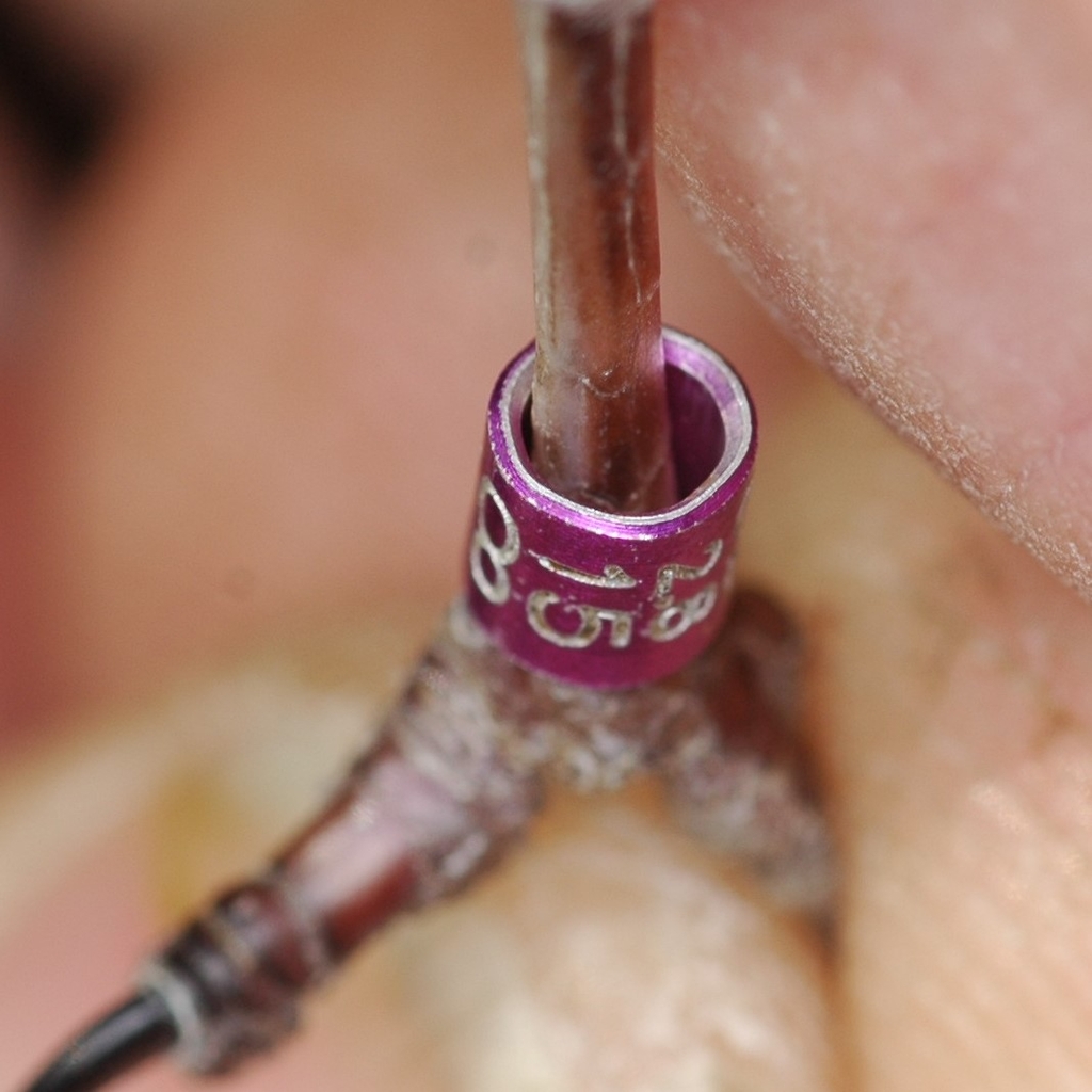 Manipulation am Erkennungsring eines Tieres