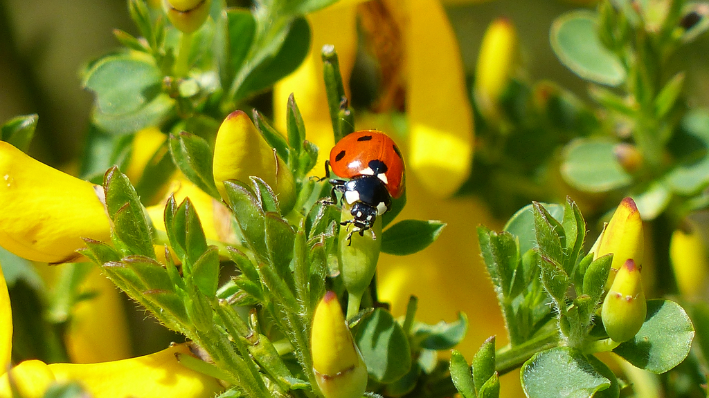 Marienkäger im Gras