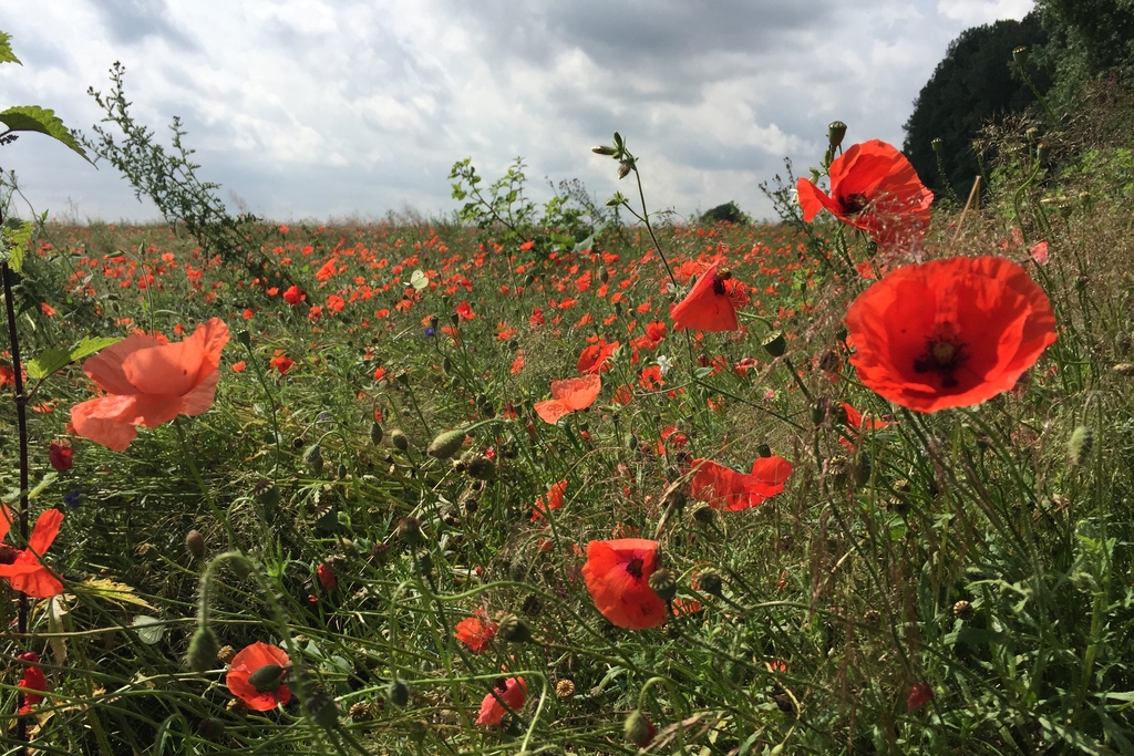 Blumenwiese, Link auf Verhalten in Naturschutzgebieten - Stadt Köln