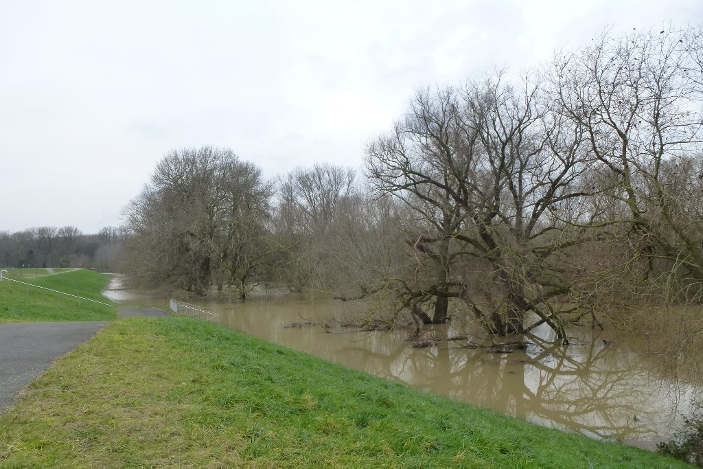 Langeler Auwald C Barbara Hußmann _stadt Köln, Link auf Naturschutzgebiet "Langeler Auwald rechtsrheinisch"
