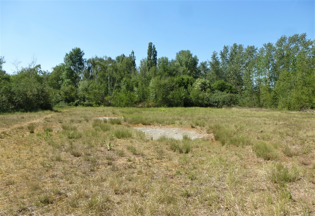Ausgetrock. Teich C Sibilla Esser-meiners