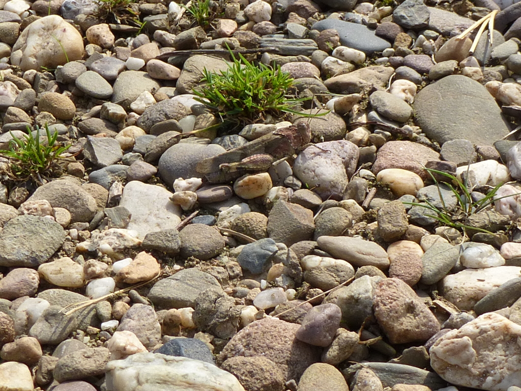 Blauflügelige Ödlandschrecke C Barbara Hußmann _stadt Köln
