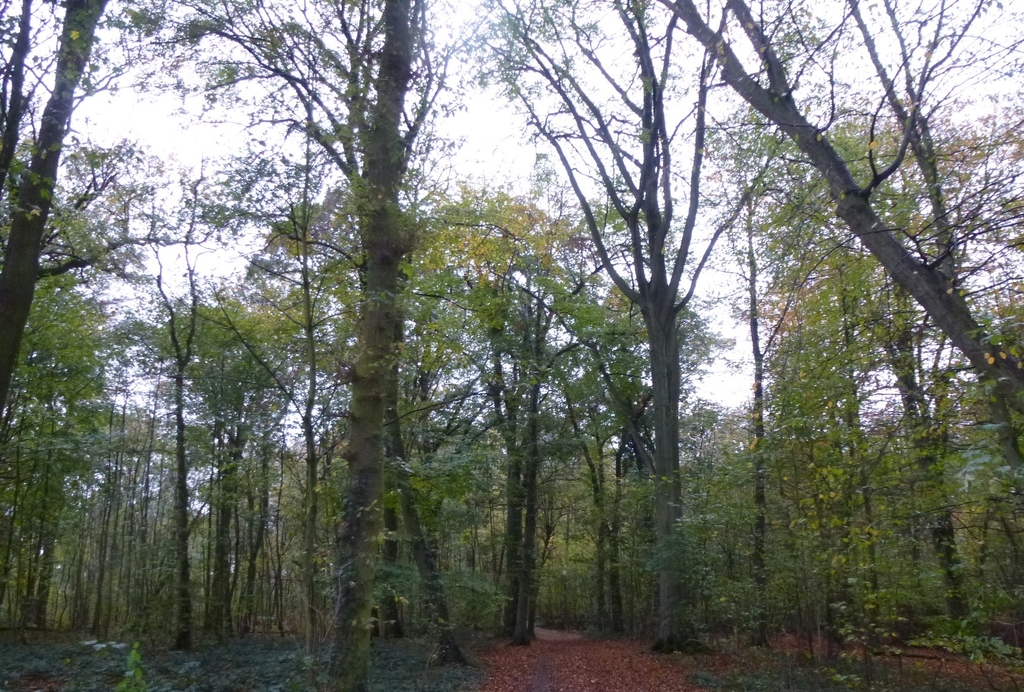 Chrobusch Im Herbst _c Sibilla Esser-meiners _stadt Köln