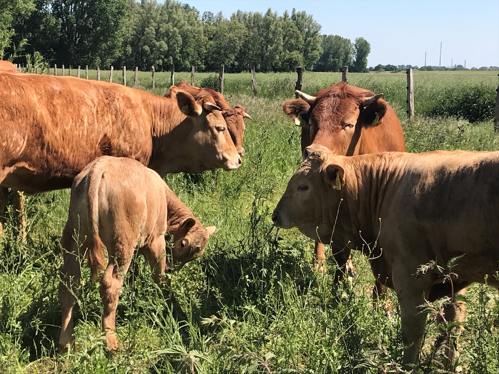 Glanrinderherde Worringen