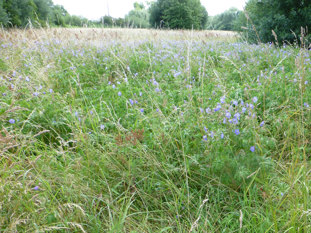 N1 Krautreiche Wiese C Walter Halfenberg _nabu Naturschutzstation Leverkusen Köln