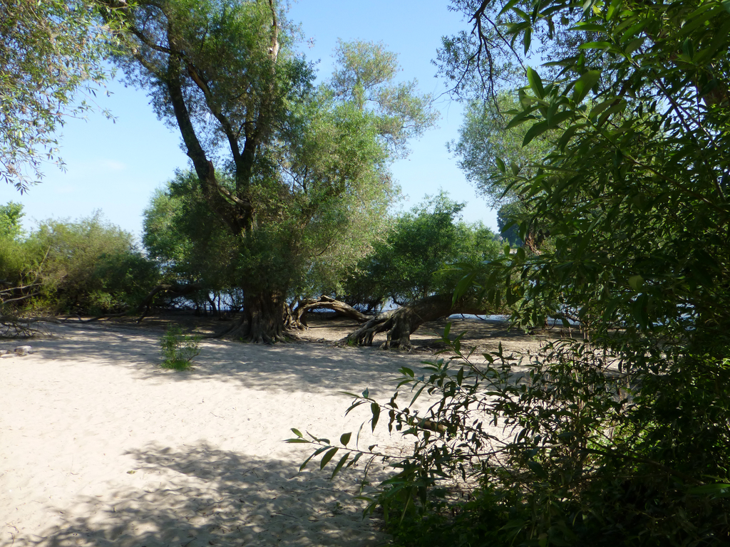 N1 Weichholzauenwald _c Walter Halfenberg Nabu Naturschutzstation Leverkusen-köln