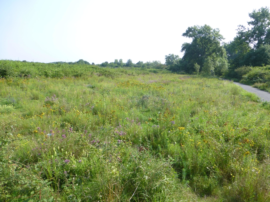 N5 Am Godorfer Hafen