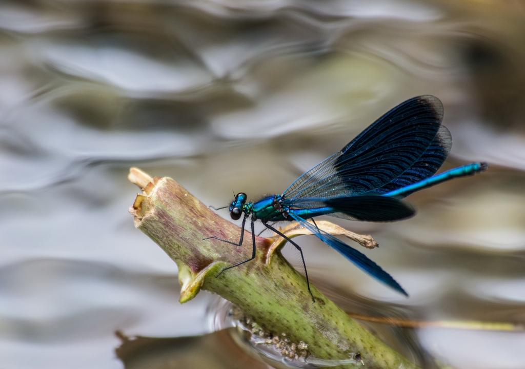 Gebänderte Prachtlibelle Männchen