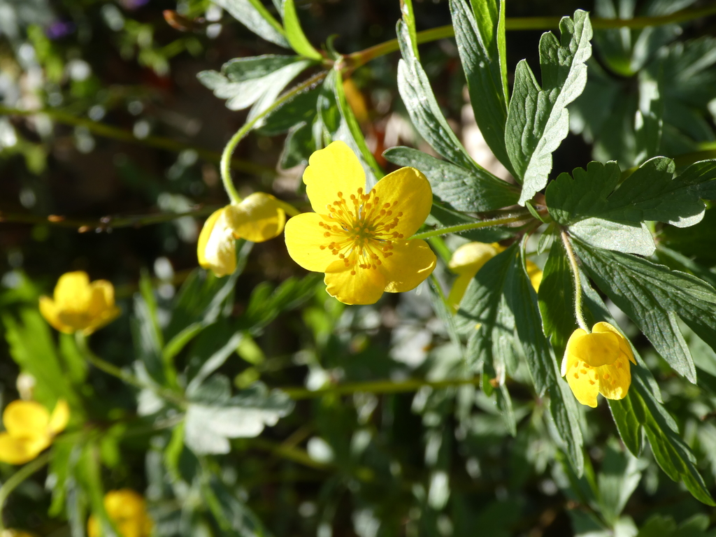 Gelbes Windröschen