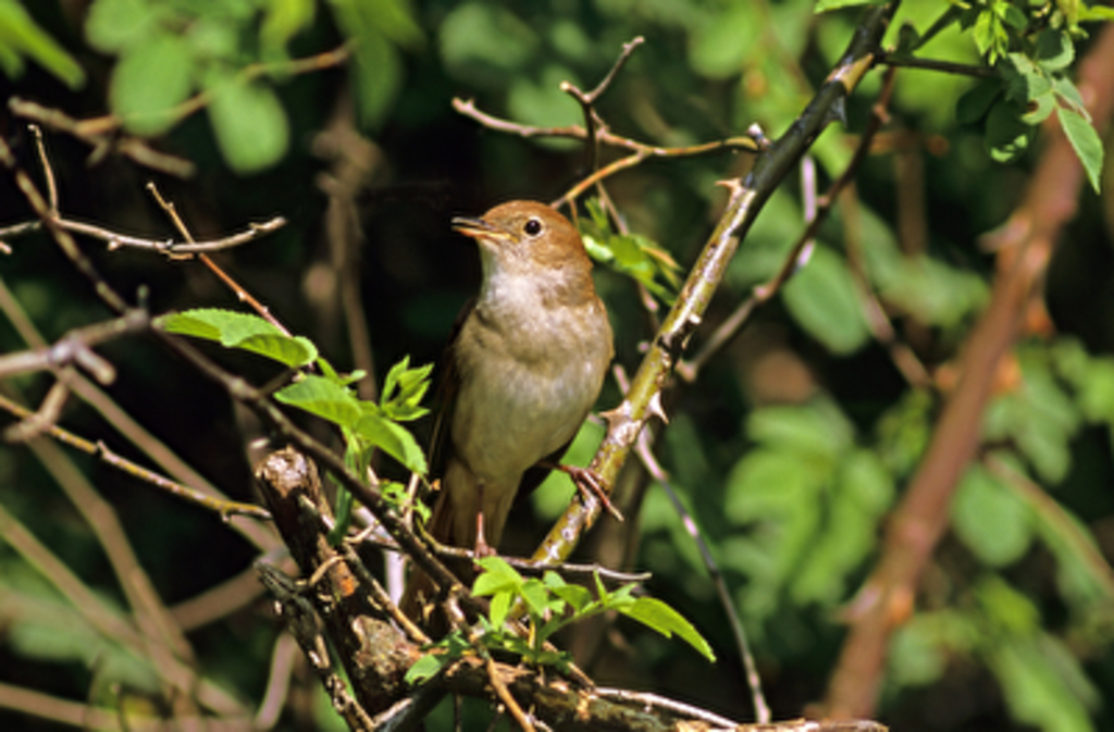 PantherMedia 24508928