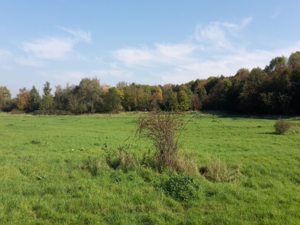 Grünlandbrache _c Stadt Köln