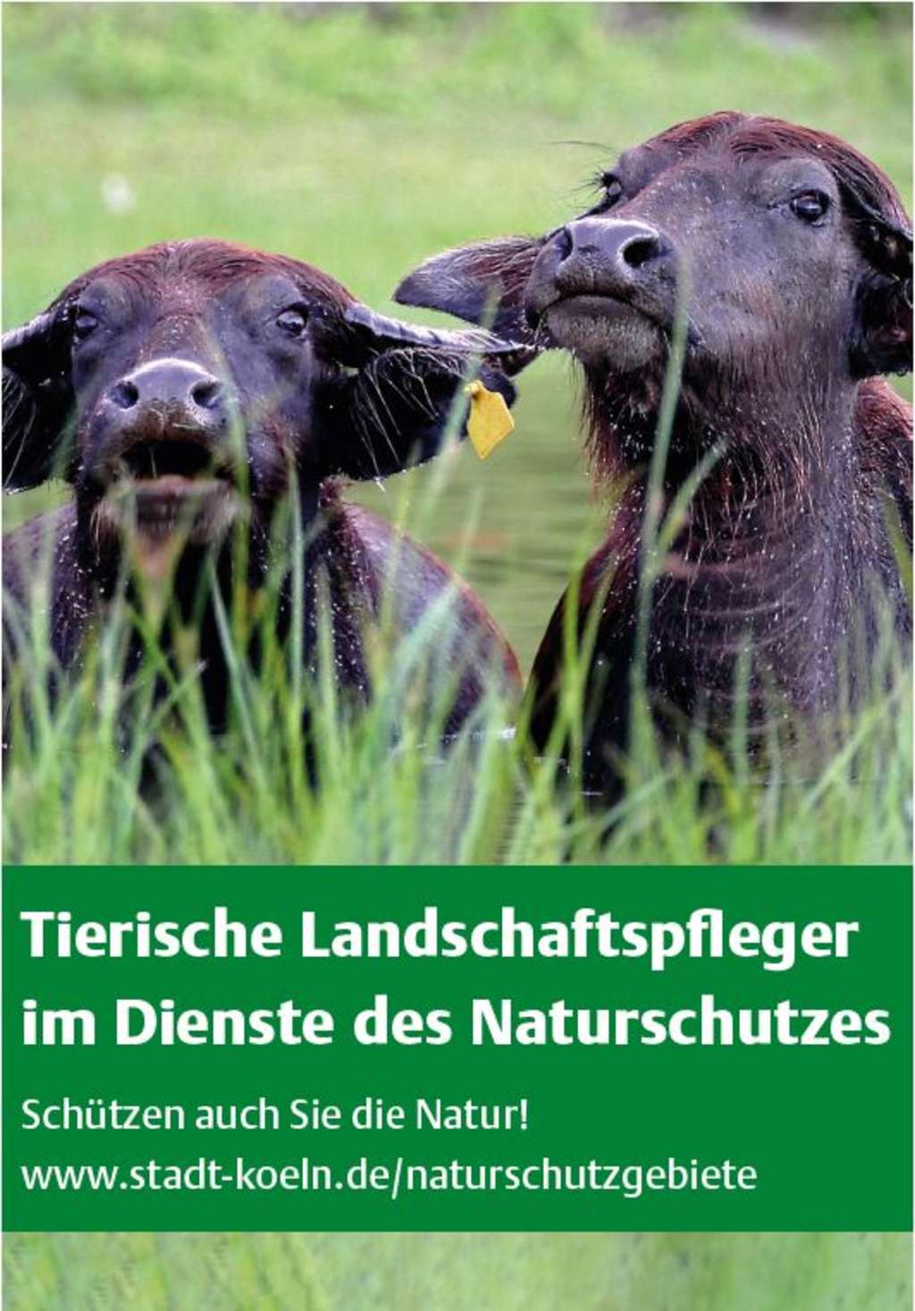 Tierische Landschaftspfleger im Dienste des Naturschutzes
