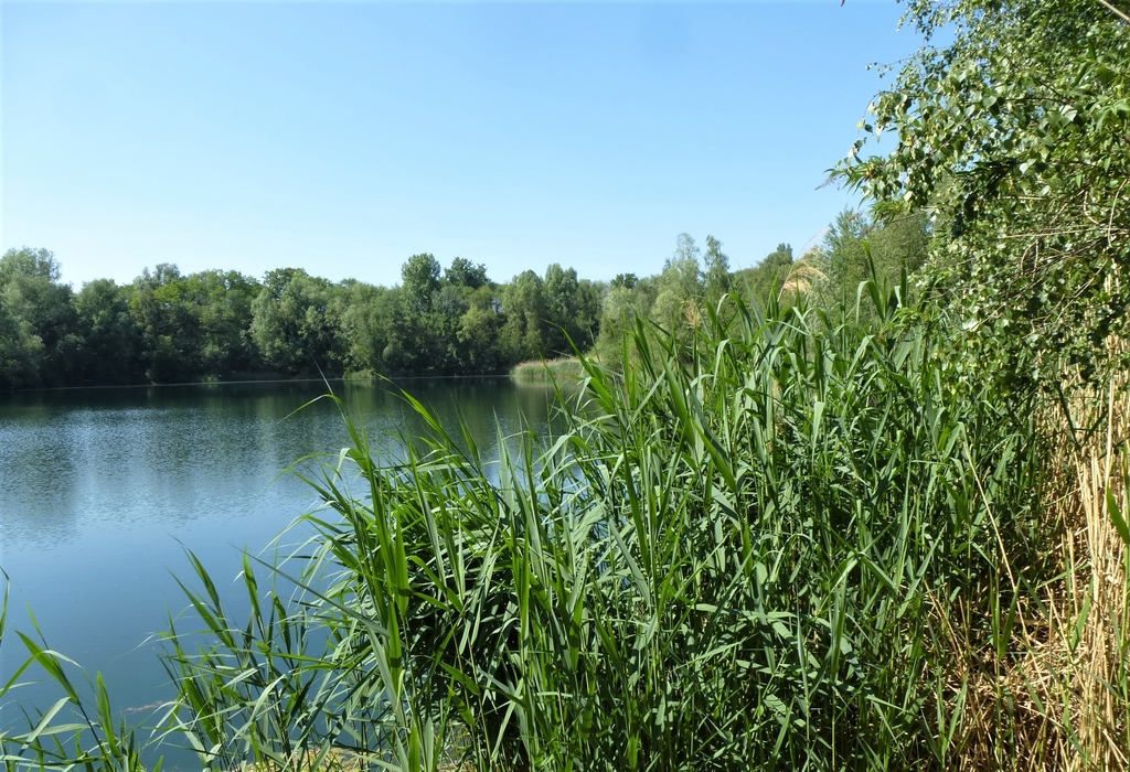 Wasser Mit Röhricht C Sibilla Esser-meiners