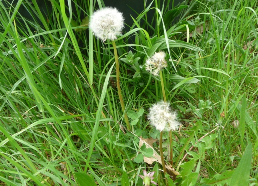 Pusteblume_2