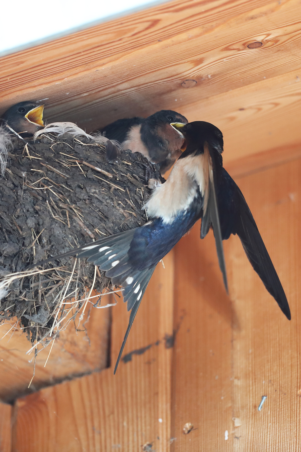 Swallow that makes the nest