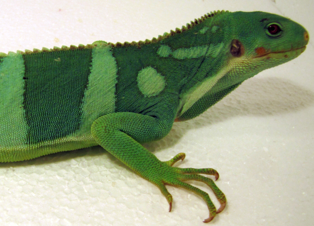 Rechte Körperseite Brachylosphus fasciatus /Fidschi-Leguan