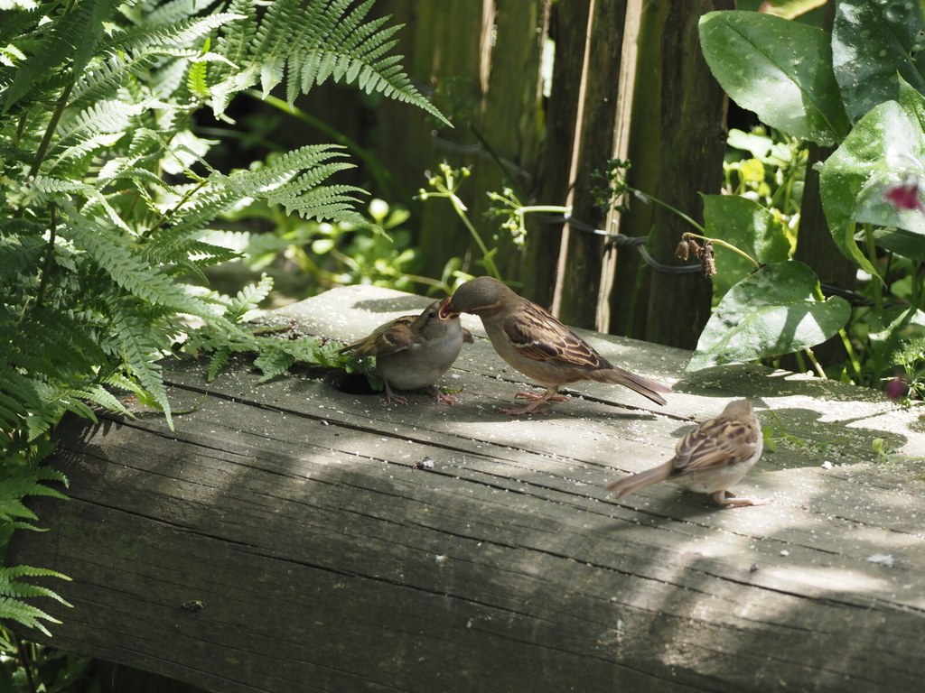 Spatzen auf einem Baumstamm