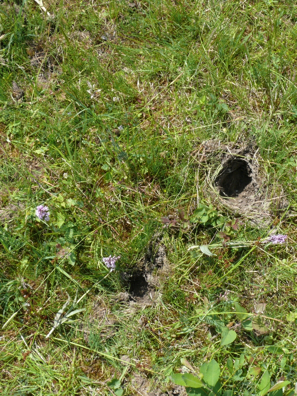 Entnahmespuren Orchidee