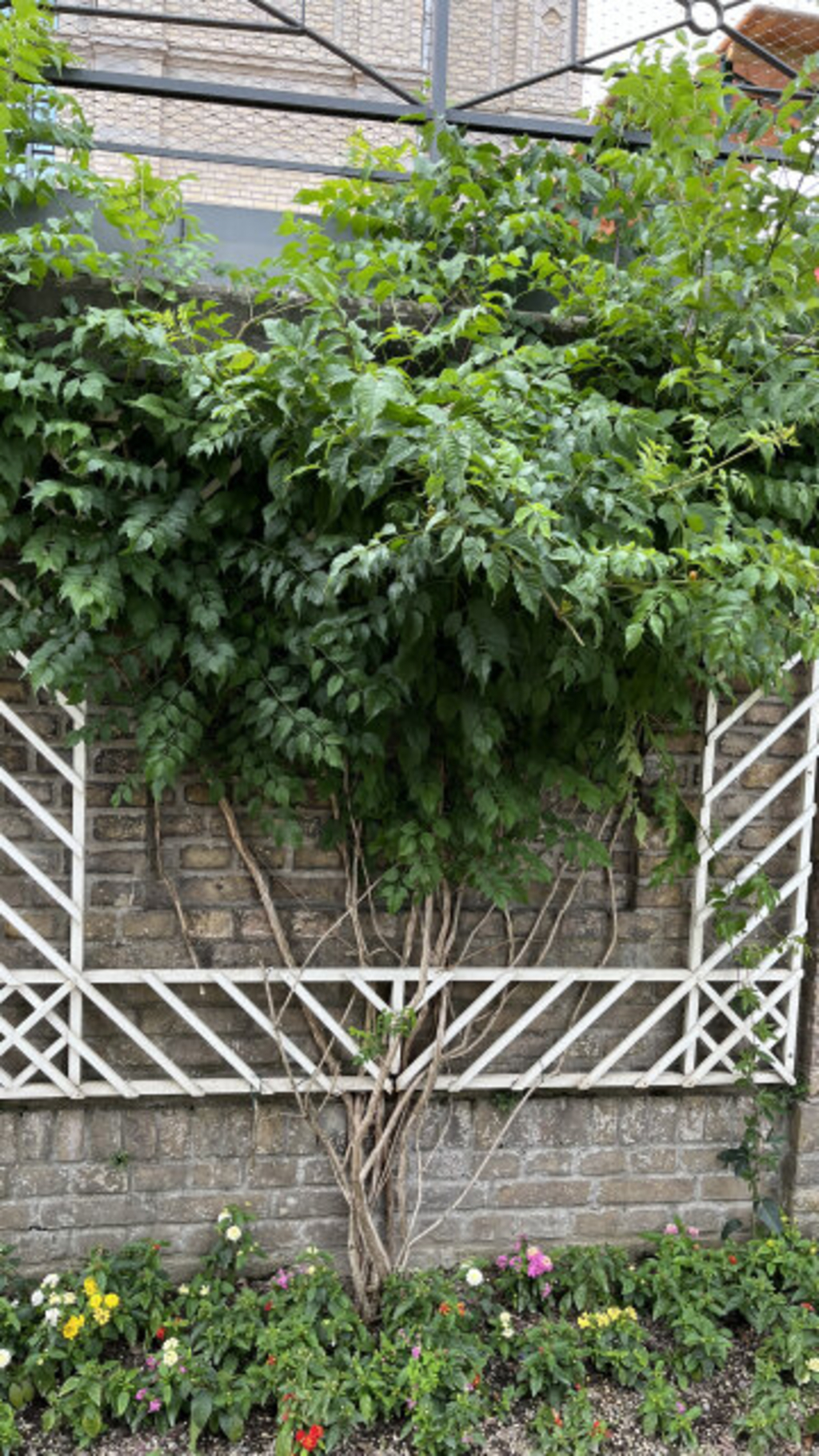 Beispiel Trompetenblumen