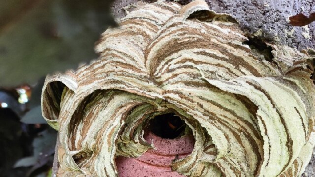 Primärnest in einem Meisenkasten