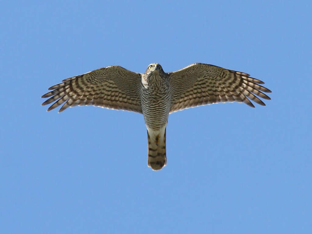 Sperber im Gleitflug 