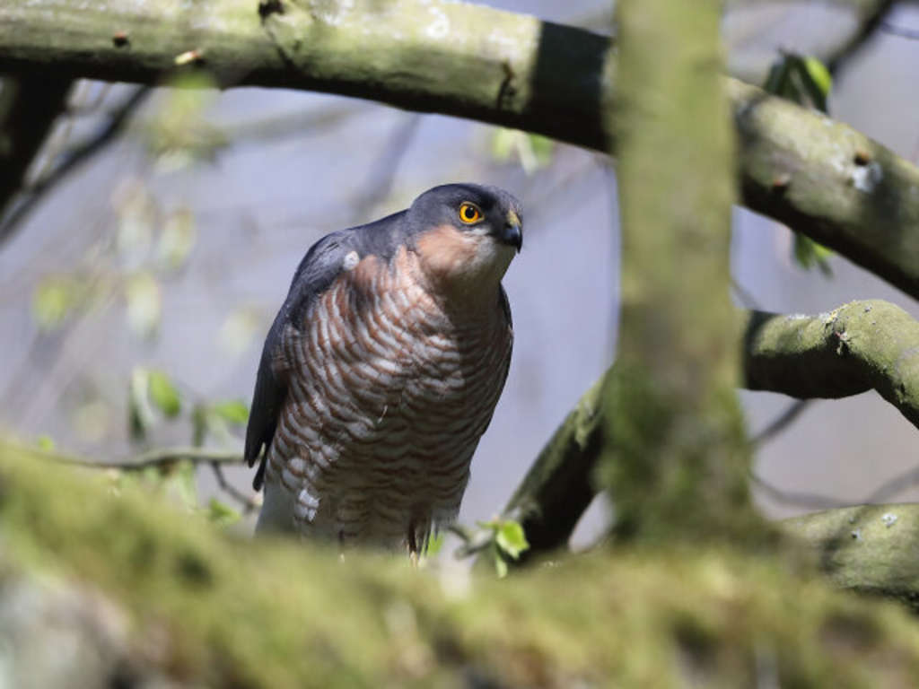 Männlicher Sperber sitzend im Geäst