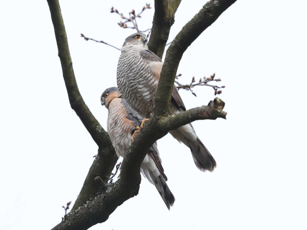 Sperber-Paar sitzend im Geäst: Männchen links, Weibchen rechts