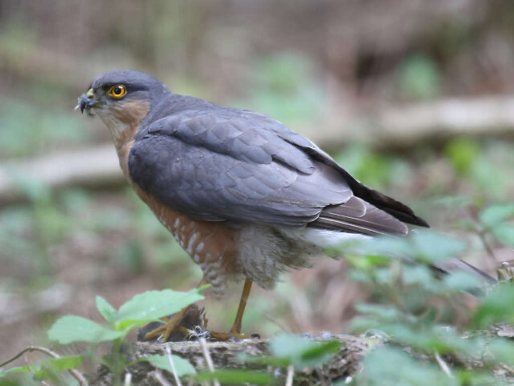 Männlicher Sperber mit graublauen Rückengefieder
