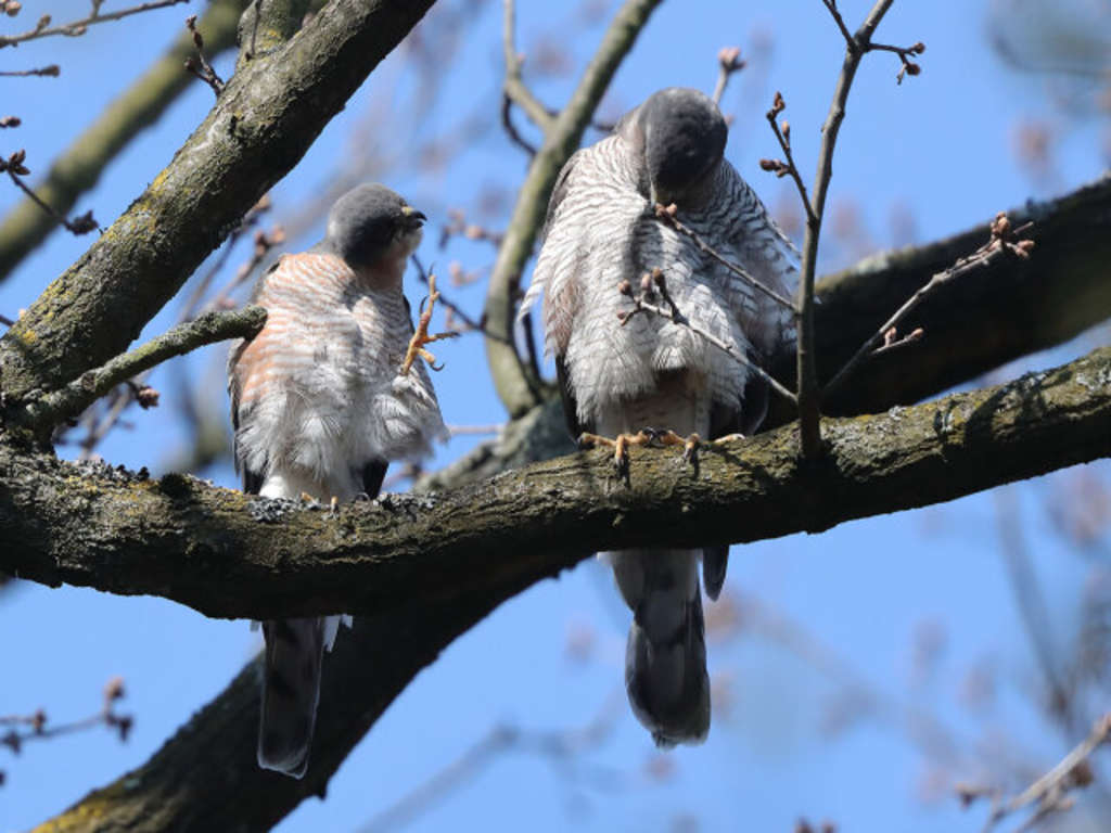 Sperber-Paar beim Putzen: Männchen links, Weibchen rechts