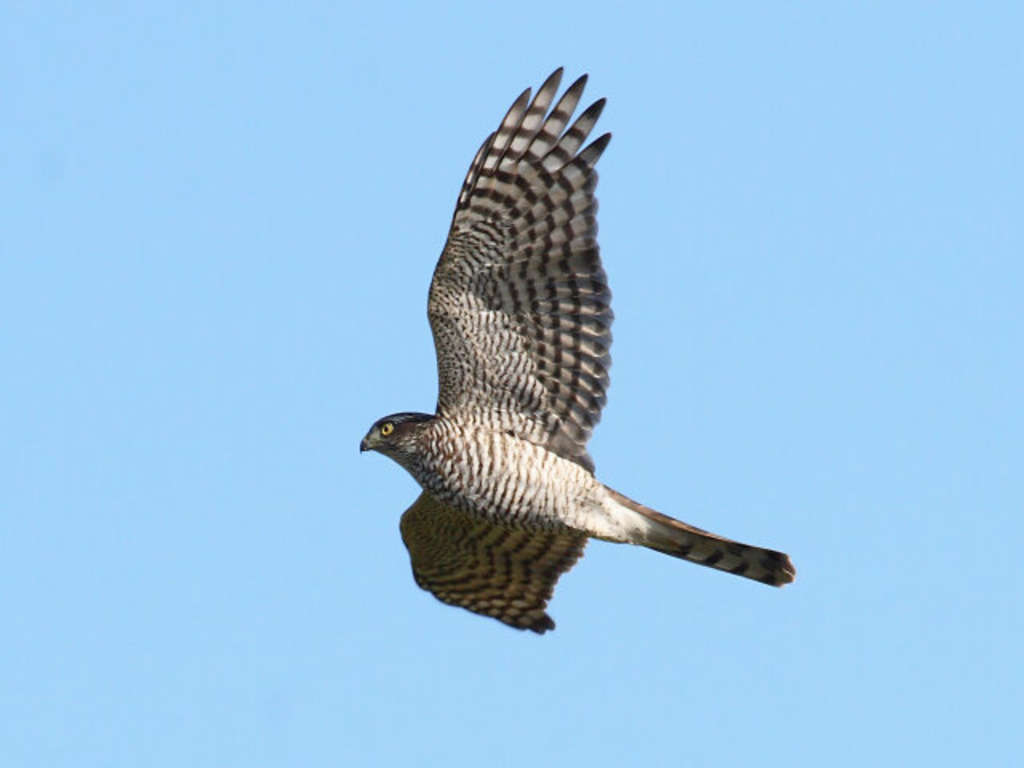 Weiblicher, juveniler Sperber im Gleitflug 