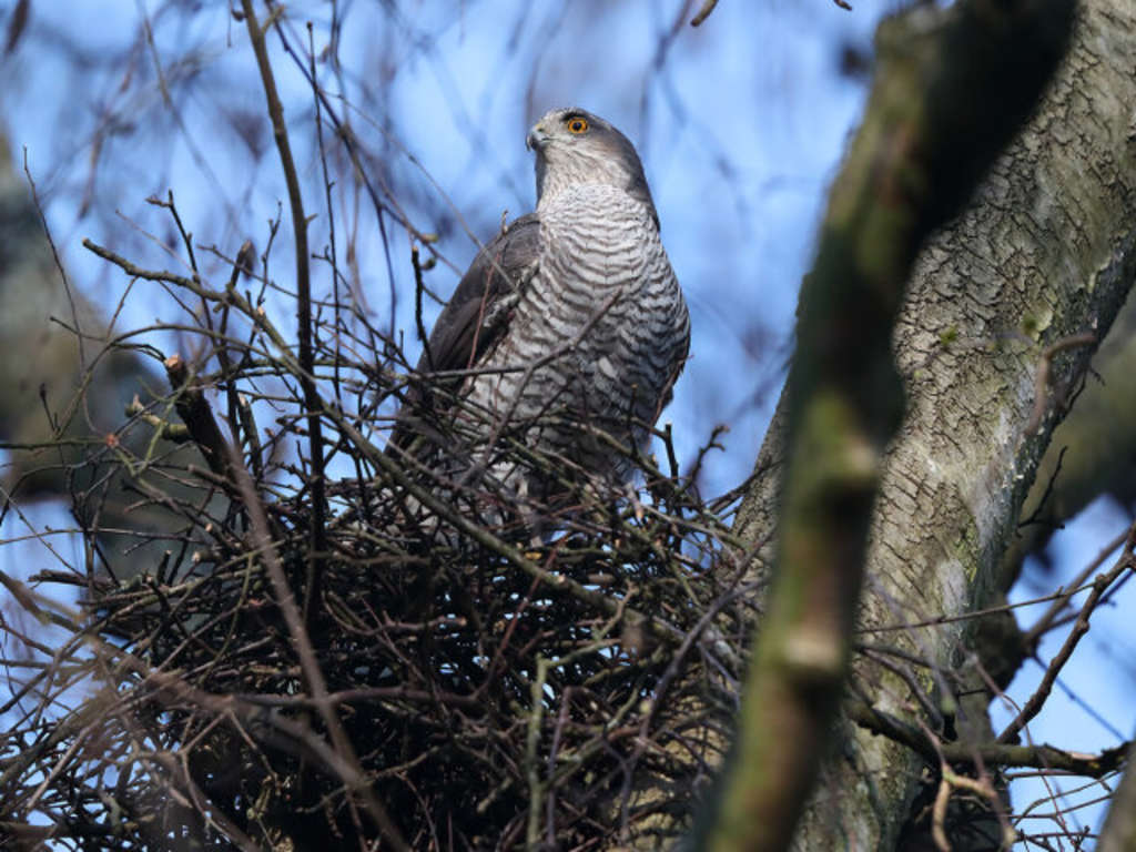 Weiblicher Sperber beim Nestbau