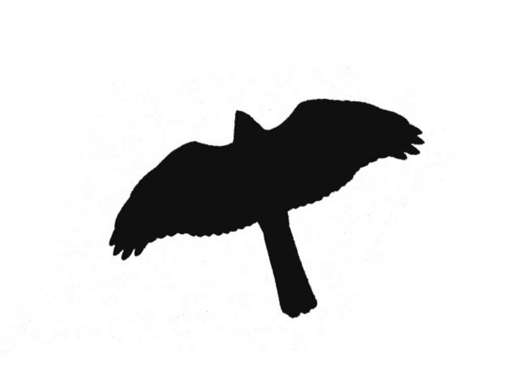 Flugsilhouette Sperber