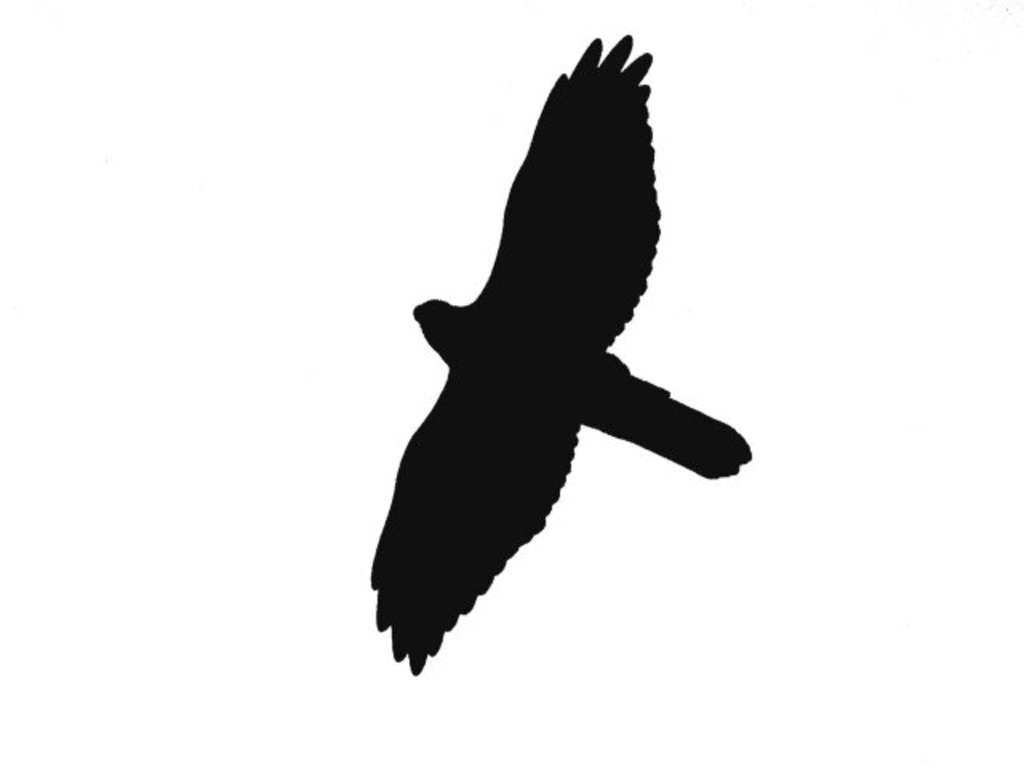Flugsilhouette Habicht
