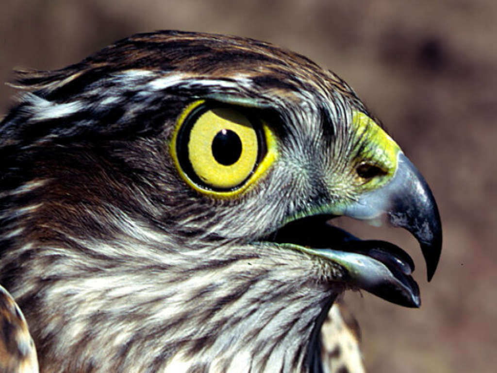 Sperber mit gelben Umring am Augenlid
