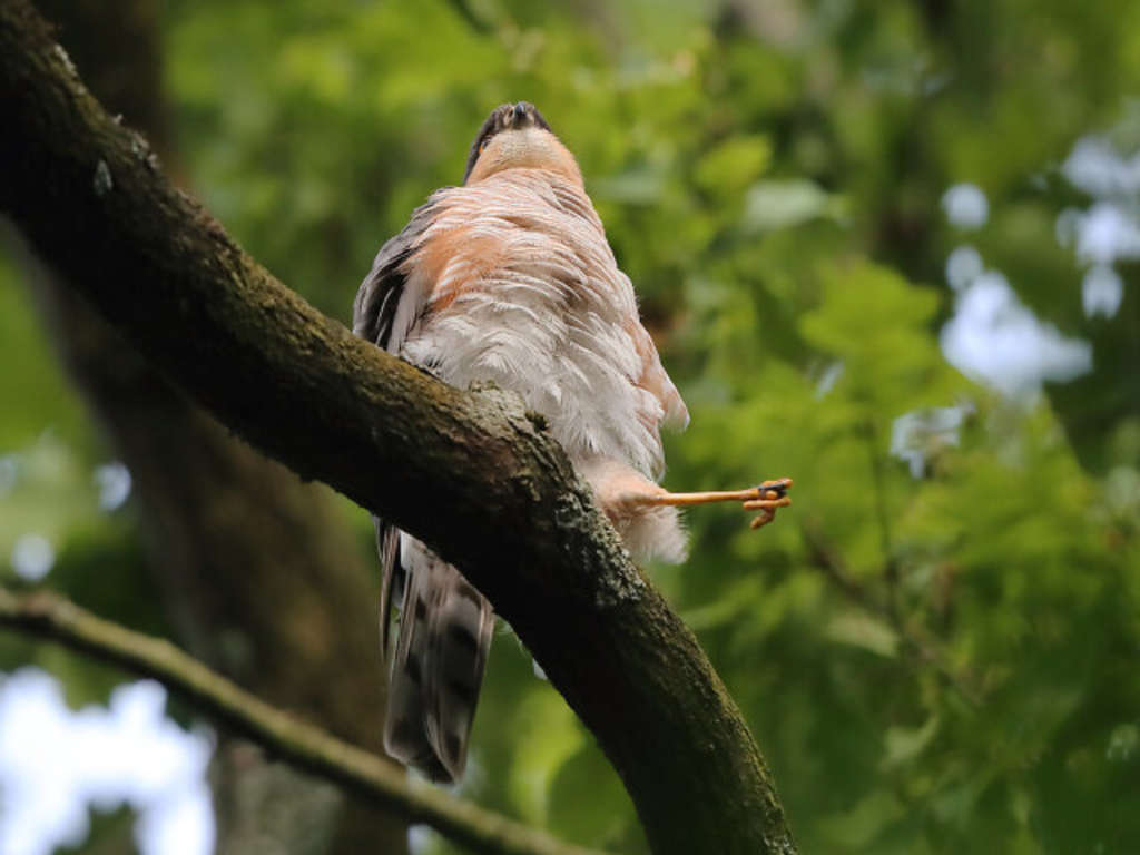 Männlicher Sperber beim Putzen