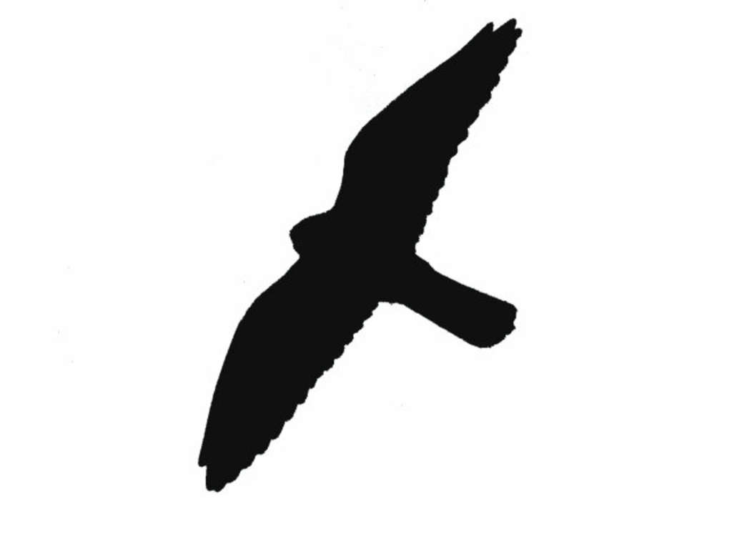 Flugsilhouette Falke