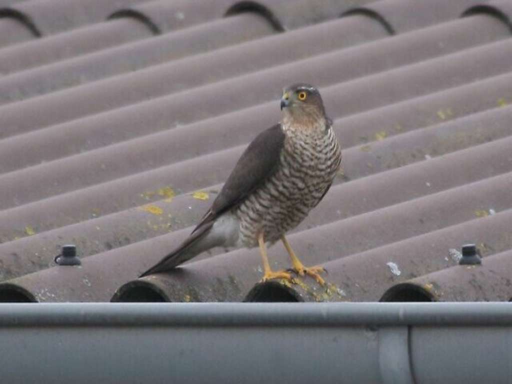 Hk Weib Ad Img 1690 A