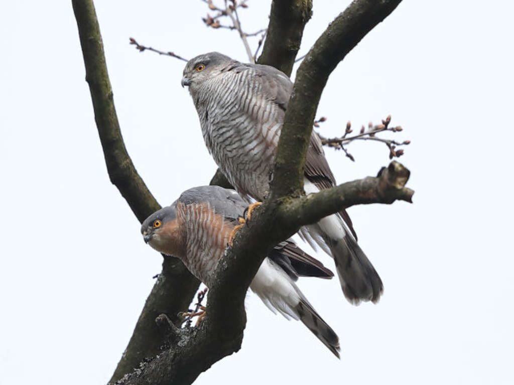 Sperber-Paar: Männchen links, Weibchen rechts