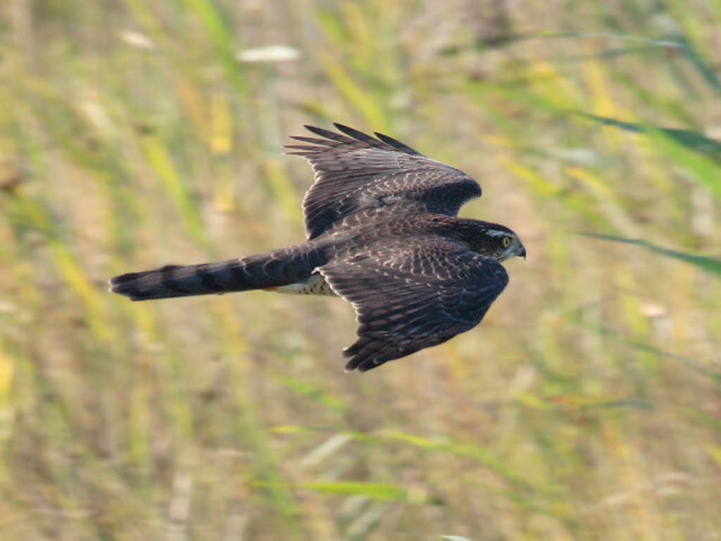 Weiblicher Sperber auf der Jagd