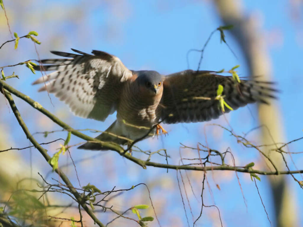 Männlicher Sperber im Anflug 